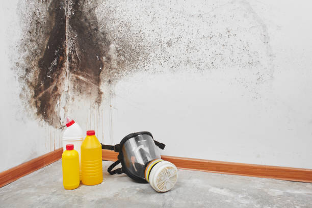 Best Residential Mold Removal  in Belle, MO