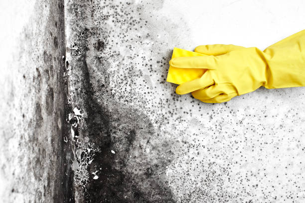 Best Mold Testing  in Belle, MO