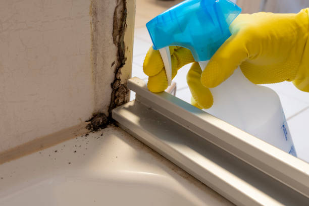 Best Mold Cleaning Services  in Belle, MO