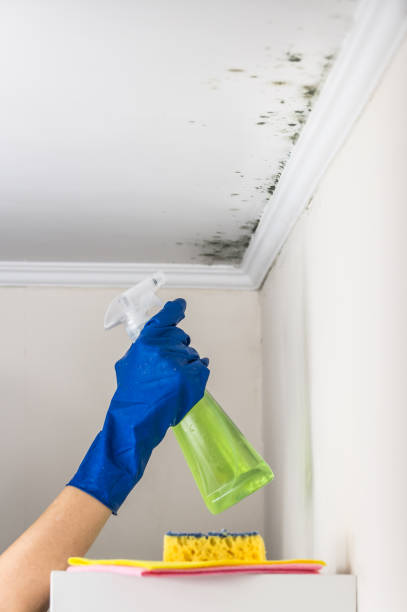 Best Mold Damage Repair  in Belle, MO